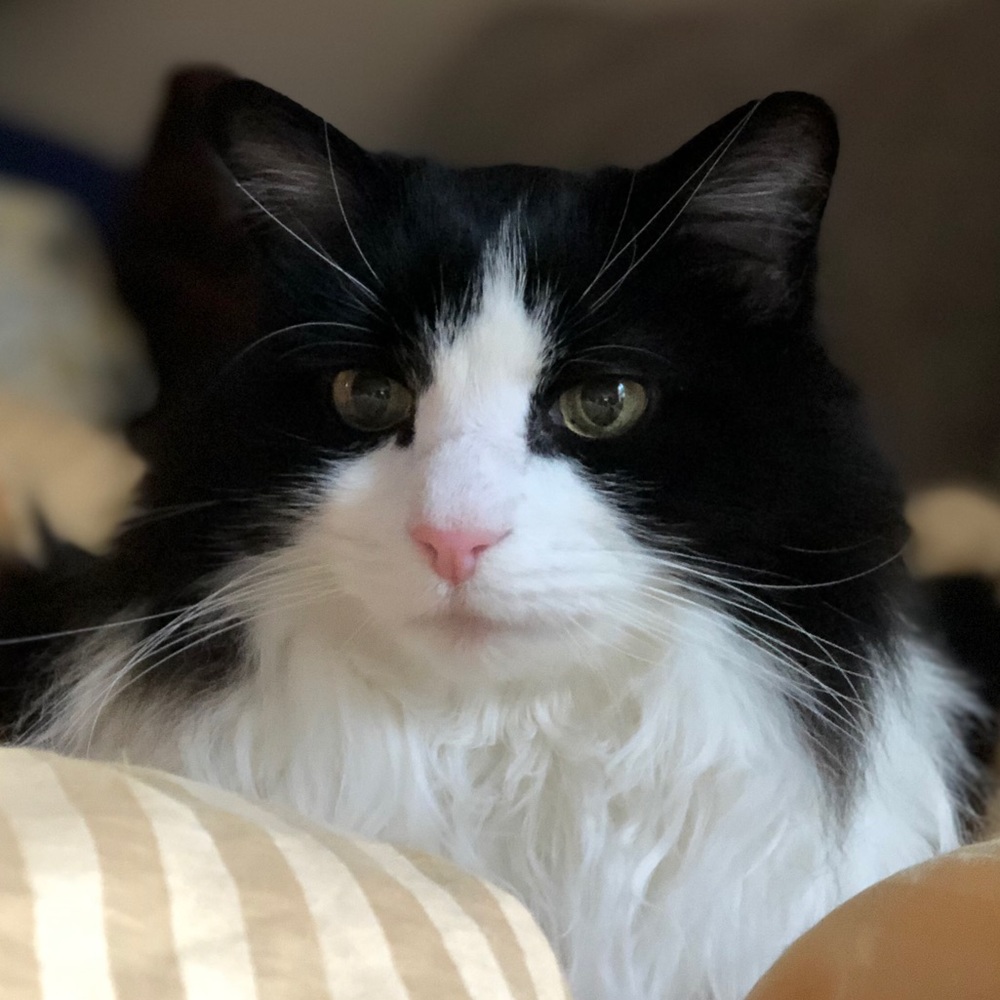 Meet your Posher, Lacy